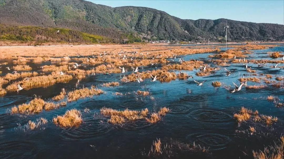 老年|生物多样性丨守护腾冲北海湿地的“湿”与远方