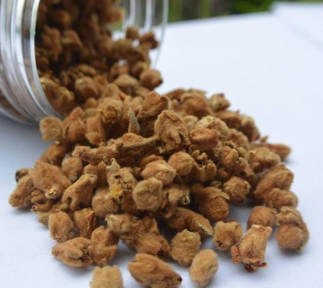 枇杷花|受欢迎的是果实,岂不知花比它贵10倍,人称“软黄金”,值得关注