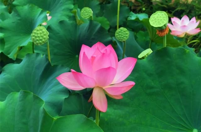 | 李白笔下的夏日究竟是什么样子的？|风雅绵州 | 荷花