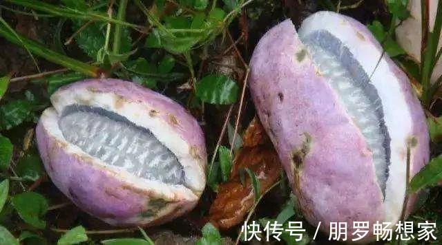 亩产量|农村一种野果,看起来像香蕉,吃一口甜得发腻,老人、小孩都爱吃