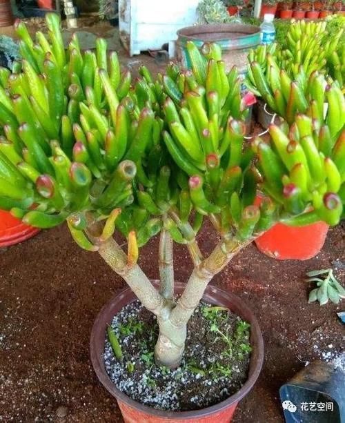 如何避免买花上当?告诉你一句话,“别听老板的话”