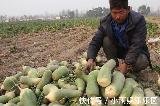 农村又现怪象：萝卜2毛一斤没人要，都不吃萝卜了吗？老民也无奈