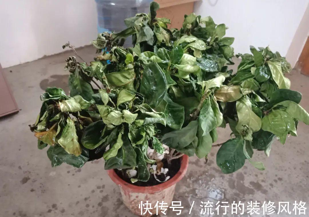 黄叶|养花“黑名单”实在太难养，心累