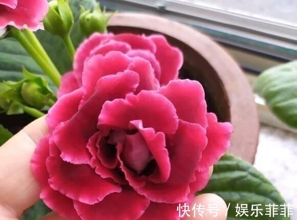 长寿花|悄悄告诉你,此5种花,掐个叶就生根,懒人都能养开花!