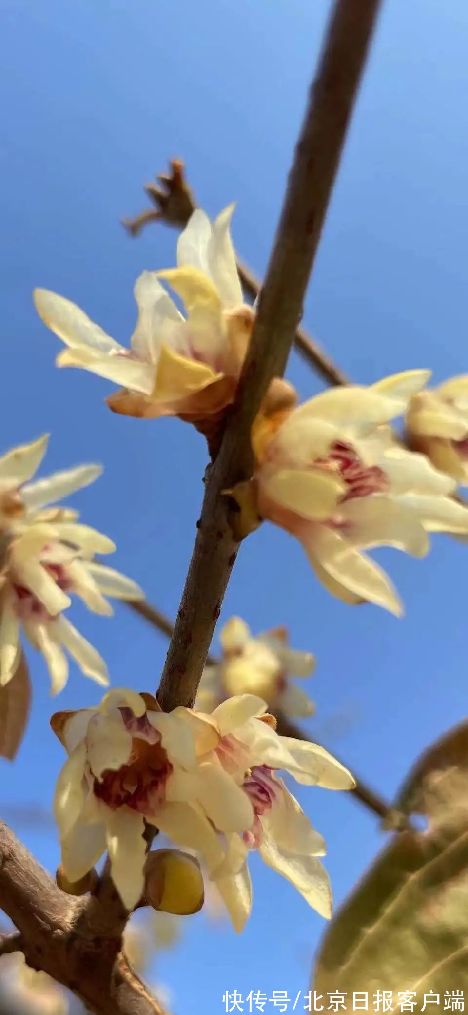 赏梅|暗香扑鼻来，花开正当时！北京号带您“云”赏蜡梅