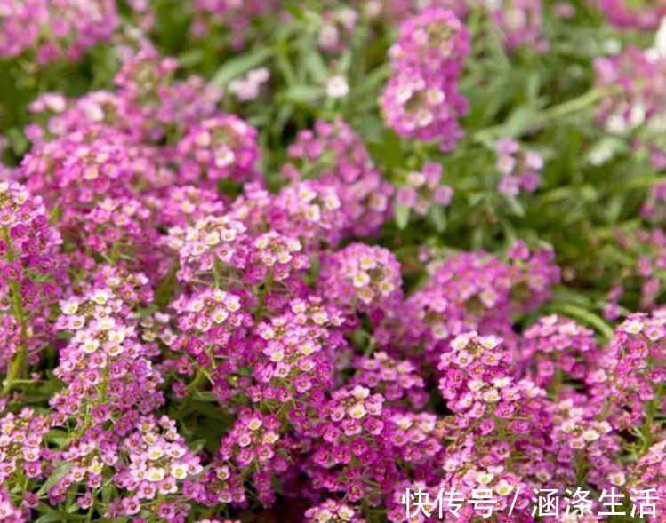 肥料|4种花是花中劳模,一年四季开花不断,美的不像话