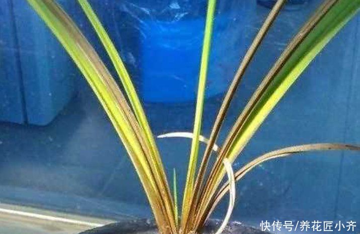 养兰花要学会“观察”，发现叶片上的5个“求救信号”，及时施救