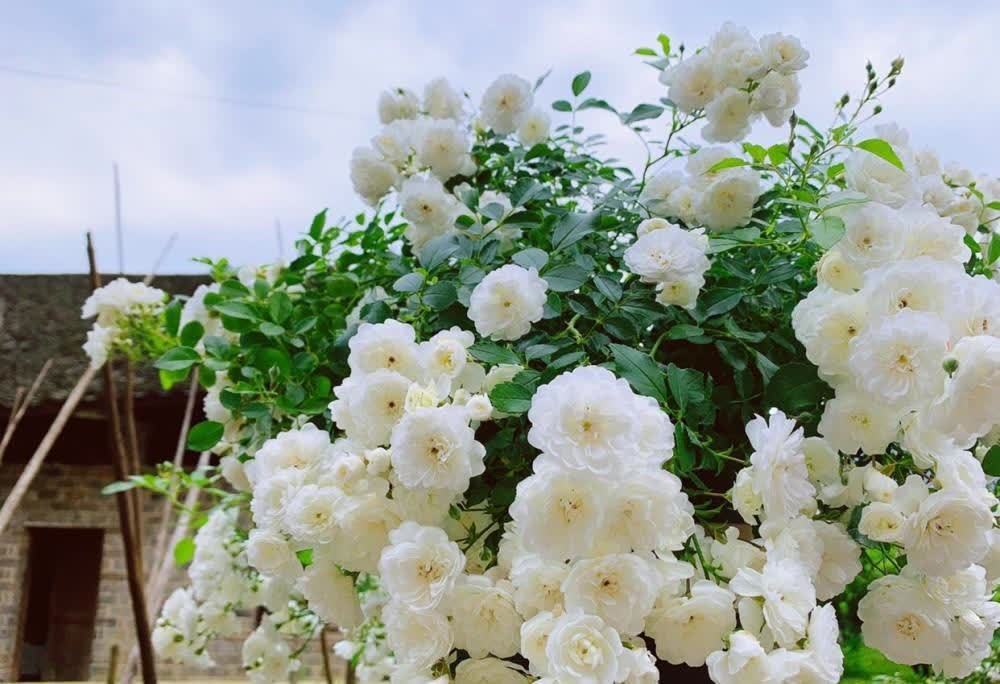 花草今春新宠“彗星”藤本月季花,一起看看它的特点和养护要点