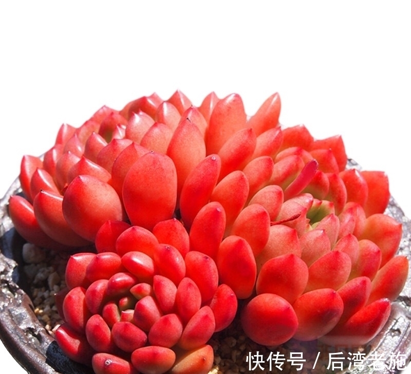 红宝石多肉，你养的对得起红宝石这个名字吗