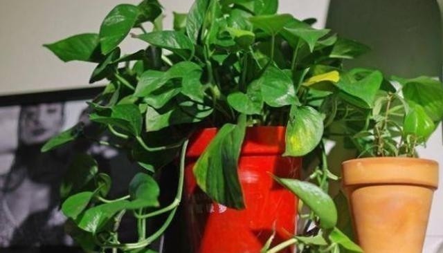 养花浇水容易“阴阳水”,教你3个小技巧,一次就浇透让花喝个够