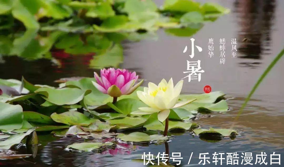 头伏|“小暑大暑,上蒸下煮”,今年是小暑热还是大暑热终于有答案了