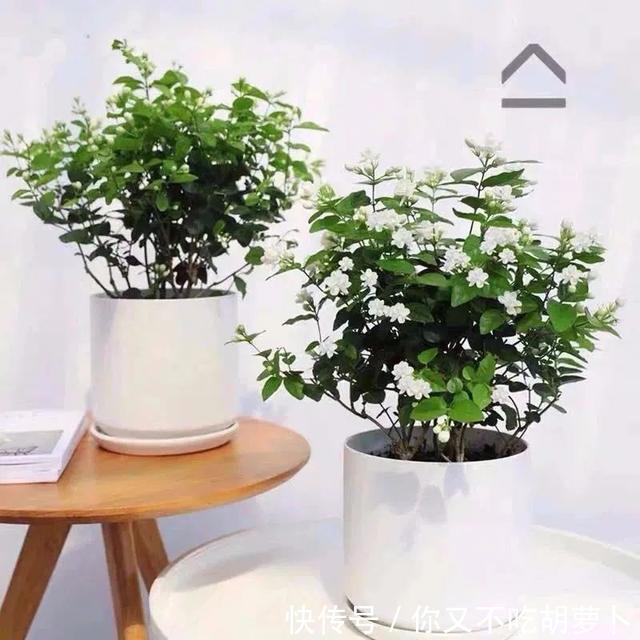 卧室养花就选这八种，安神又助眠，卧室摆几盆，一夜好梦睡得香