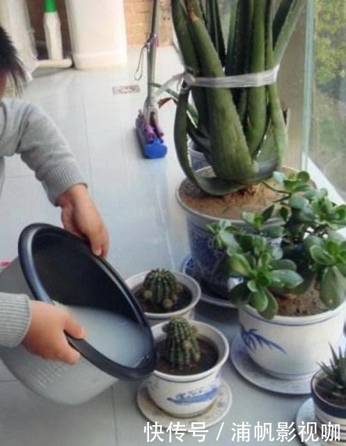 发酵|淘米水浇花“招虫子”多做1步，肥效提10倍，养啥旺啥