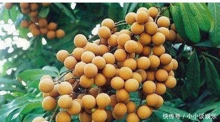 葡萄|女性可常吃3种食物,防止脂肪的堆积,减肥瘦身,淡斑美容