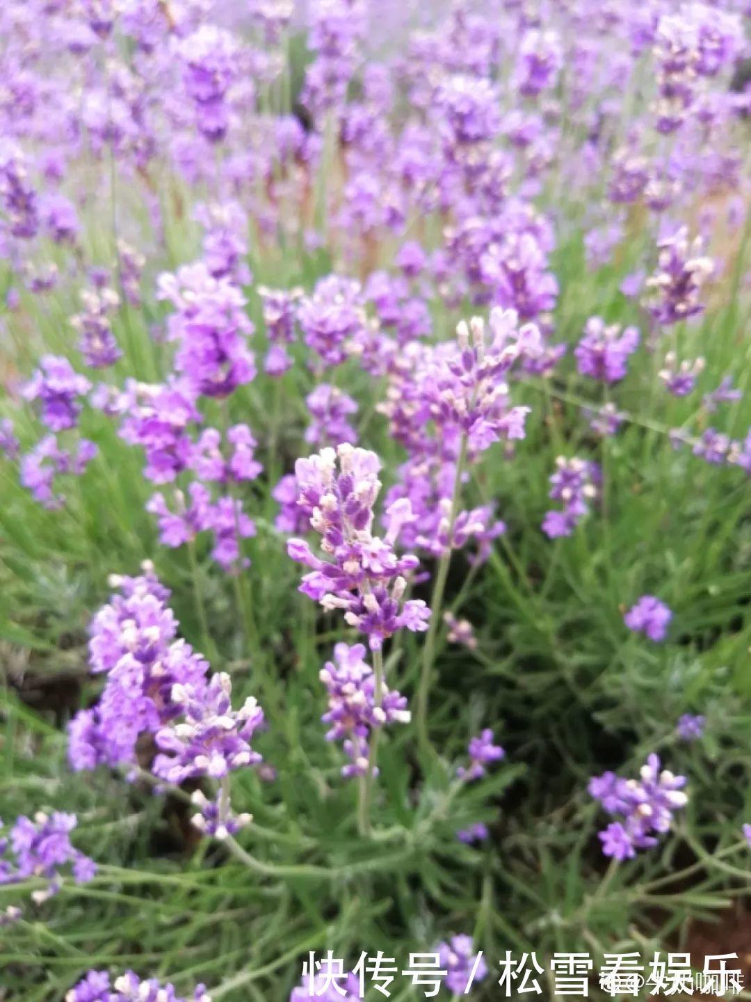 种花|3种花浑身都是宝,能炒菜能煲汤,养在屋里香气飘飘!