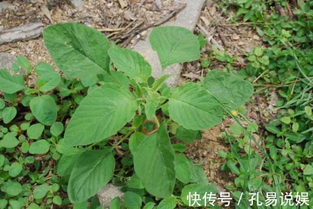 餐桌|它是全球性的入侵物种，进入我国之后，成了餐桌上一道野菜