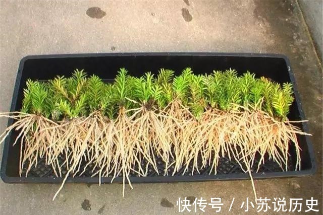 没事在家扦插4种“盆景贵树”,取截枝条插土里,生根快、价值高