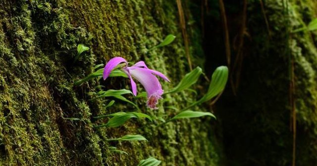 价值好几百一斤,但别采挖,观赏已是运气,因为野生稀少极难遇见