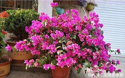 太阳花|4种漂亮花，一年四季花朵轮番开，天天都是花海，是阳台盆栽佳品