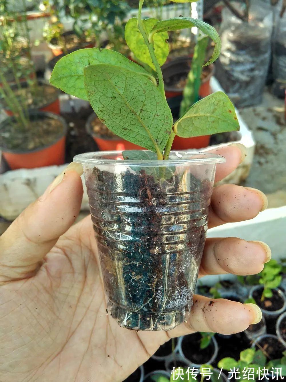 大粗杆插土里,7天生根,当年结果压弯枝,不用买水果了!