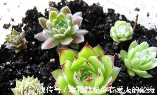 群生|观音莲这样养，“小莲花”围一圈，从普货到“贵货”，就差这一步！
