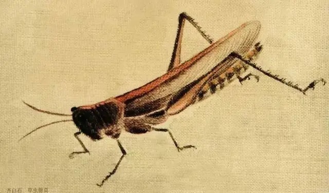 蝈蝈$国画技法图典——草虫篇:蝗虫 蚂蚱 蝈蝈 螽斯 螳螂 蟋蟀