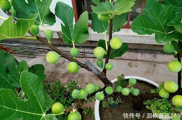无花果开始结果,养护上做好几点,果实挂满枝头,还超甜