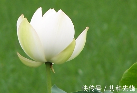 桃花|进入年底,4属相迎来好运,桃花旺盛,事业进步,生活顺心如意