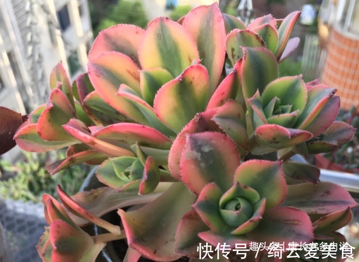 星爆法师|多肉星爆法师一年四季颜值在线,夏天不用操心也能轻松度夏