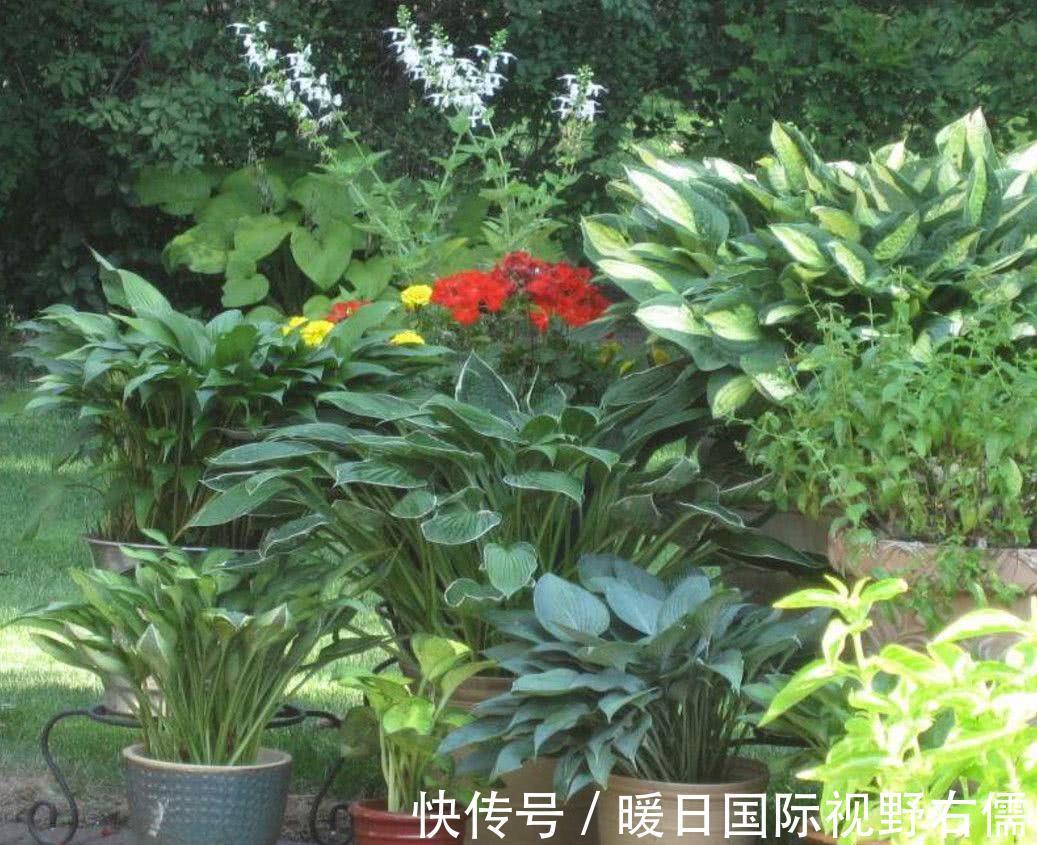 盆栽|5种“耐阴花”,养在北阳台上不见光,开花也很爆