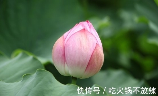 大林木|11月上旬，4属相贵人相助，桃花如虹，爱情甜蜜，生活顺心