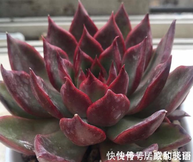 多肉植物,扒一扒多肉浇水浇多后的万丈深渊,肉友,悔不当初