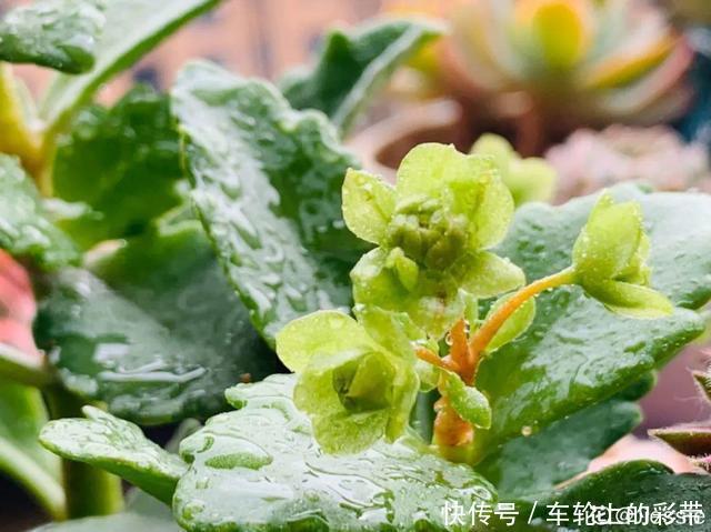 吊兰长满小金鱼，养上5年，越养越上瘾！