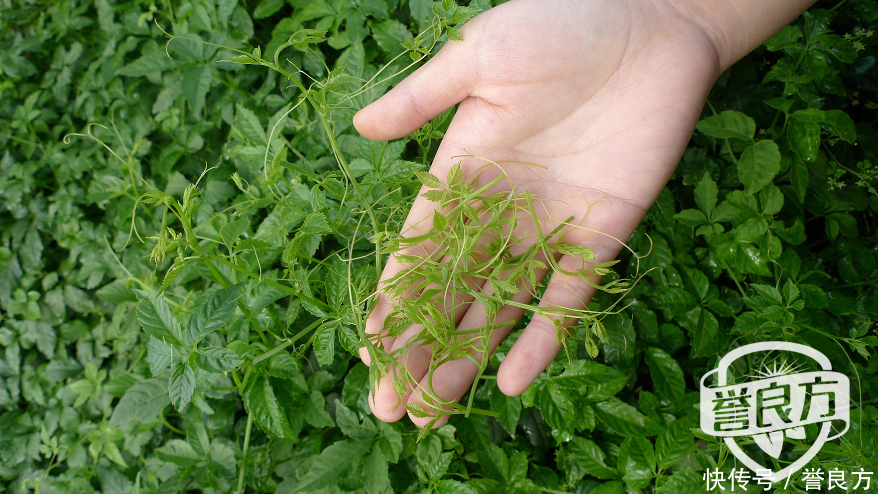 绞股蓝茶算作茶吗?如果是茶得话是哪一种茶?