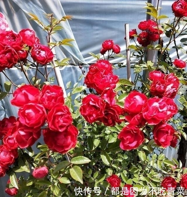 爬藤花|我国“最香爬藤花”,比桂花还要香,家里种一棵香得不得了