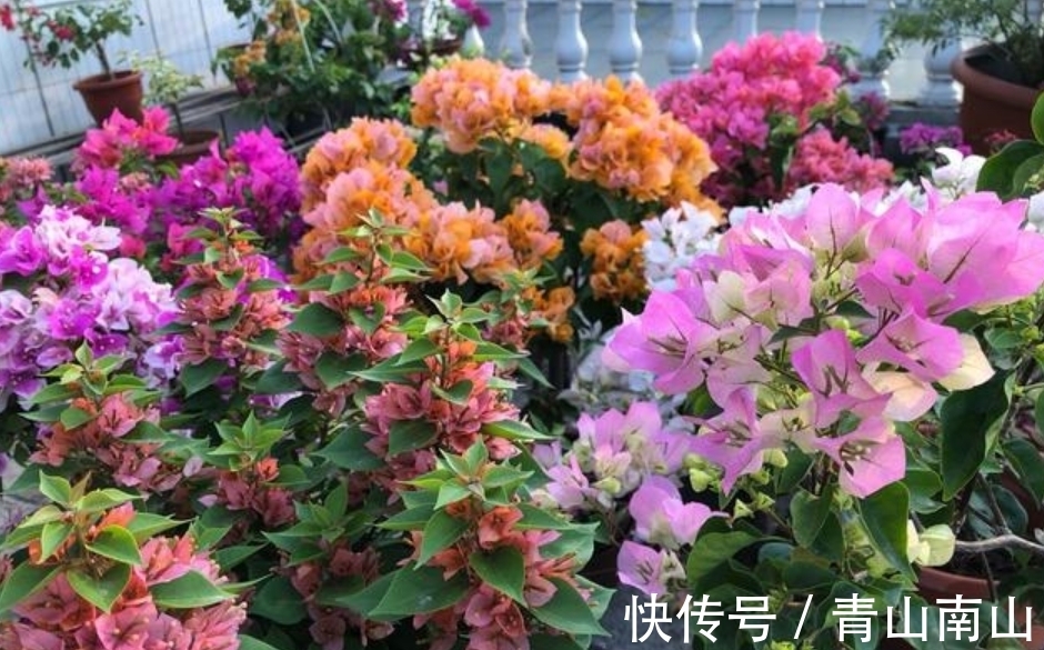 三角梅|养花试试这几款，花开繁盛花香怡人，四季繁花似锦，姿色艳丽