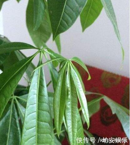 养好发财树，有1个诀窍，叶绿有光泽，枝繁叶茂，年年旺财运！