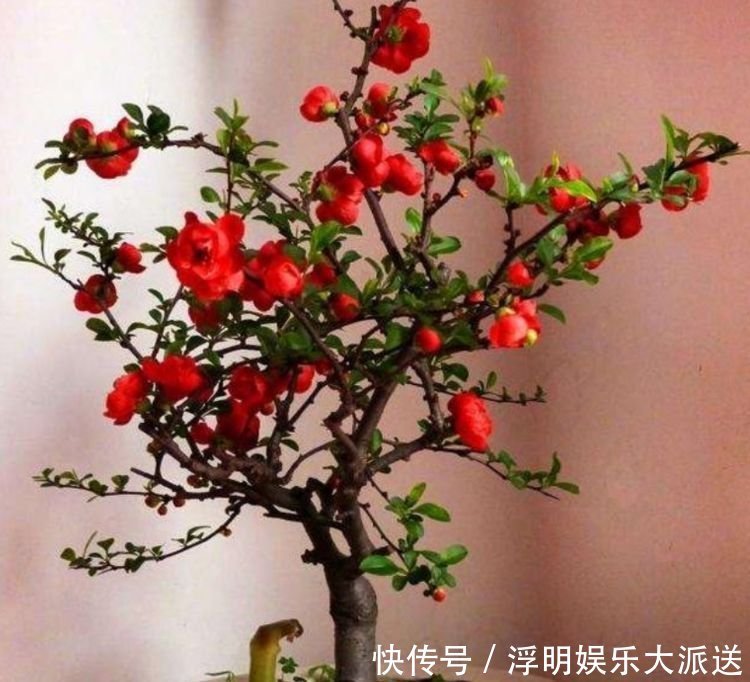 花期最长的“4种花”，福运财运旺，新的一年幸福满满！