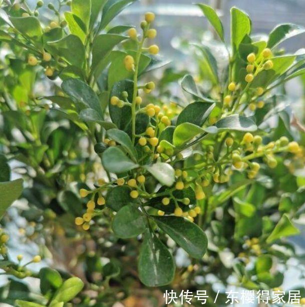 4种花颜值超漂亮的花卉，养在家里繁花似锦，清新脱俗