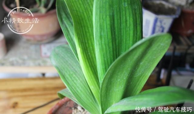 5种花将进入休眠期,在梦中度夏,睡醒有精力,开花多又艳!