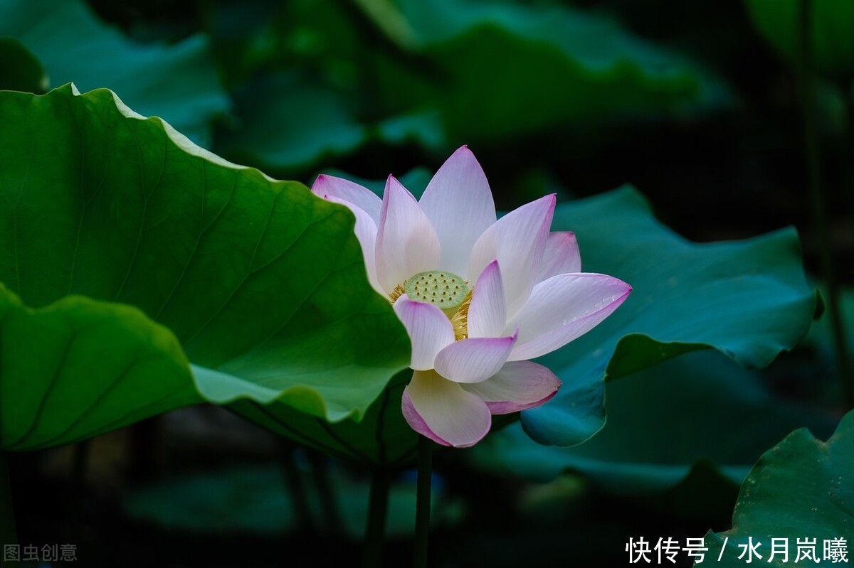 繁华|漫卷时光，岁月留香，倚窗听雨思韶华，静数流年入烟霞