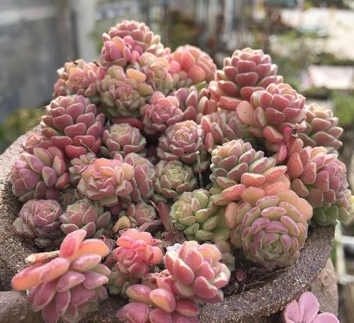 皮实|5种漂亮多肉,皮实又好养,虐一虐更漂亮,新手也会养!