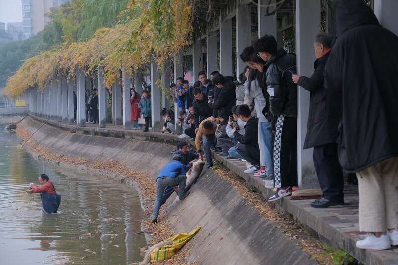 月饼|迎新年，长沙一高校师生免费享用全鱼宴