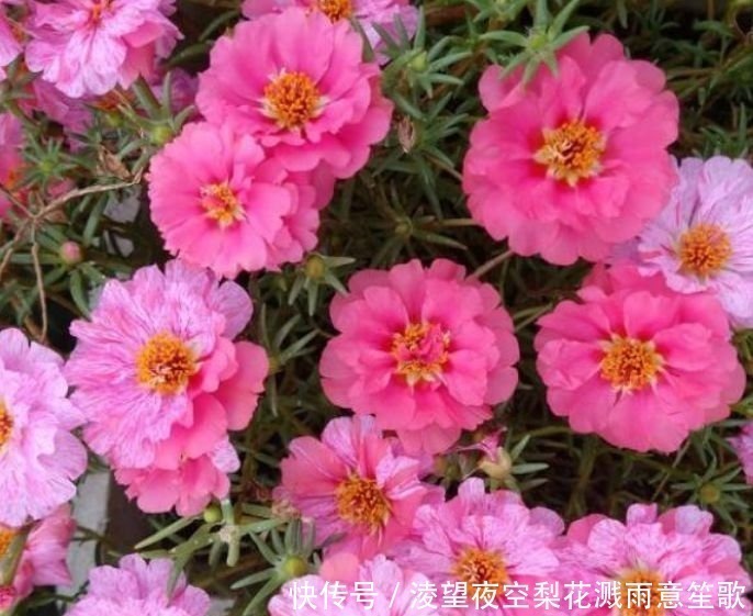 太阳花|4种花养家里,沾土就活,开花多、花期长,懒人新手都能养好!