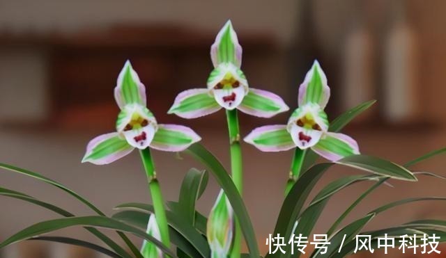 这种兰花极具“帝王气息”,一花双色,兰香浓烈,新手也能养爆盆!