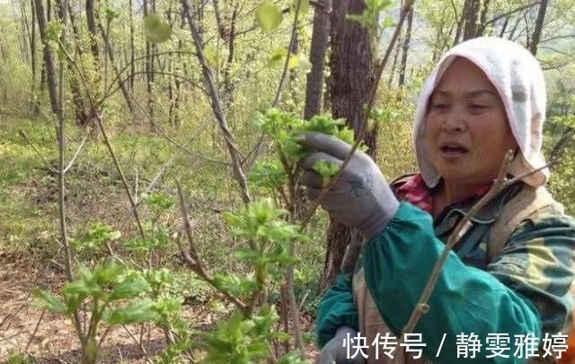 刺老芽|农村山上一种野菜,价格比肉贵,农民以前却拿来当柴禾烧,啥野菜