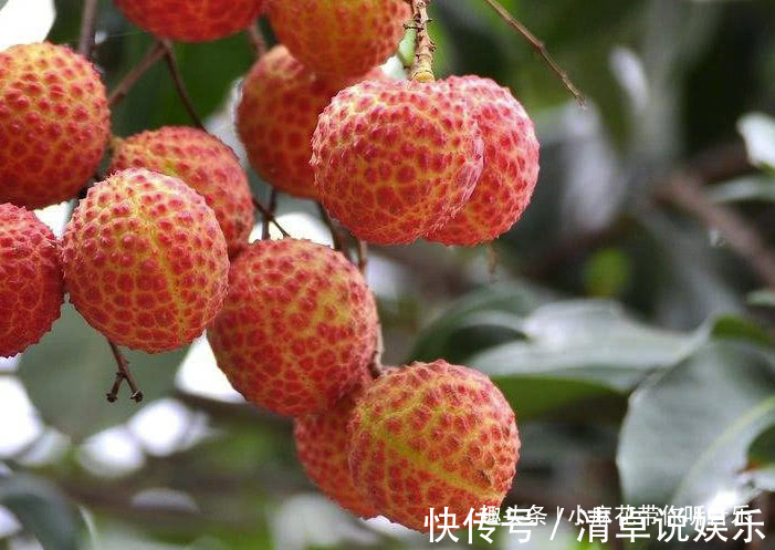 榴莲|想要减肥的女生,最好不要吃5种水果,不然你的水蛇腰变成水桶腰