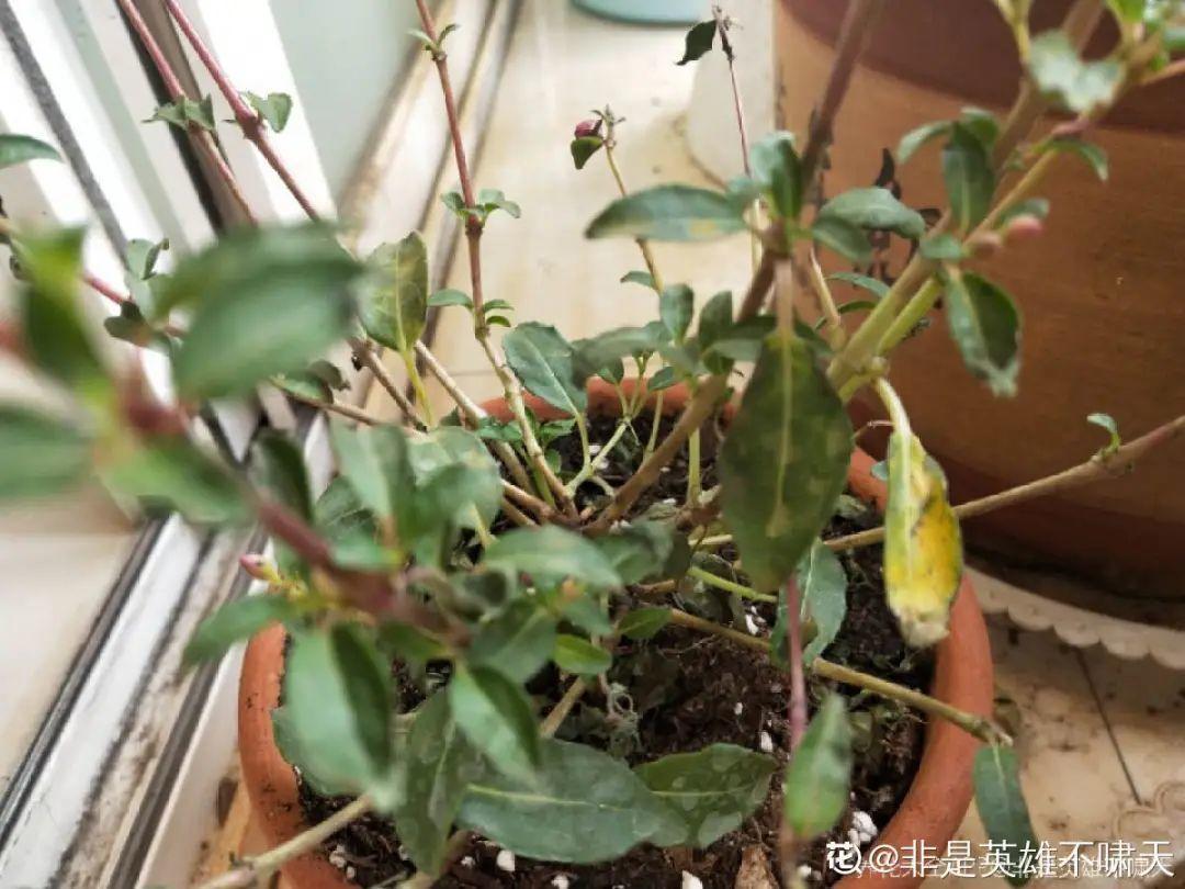 浇水|10种花要控水,天热反而不能浇,一浇水就死