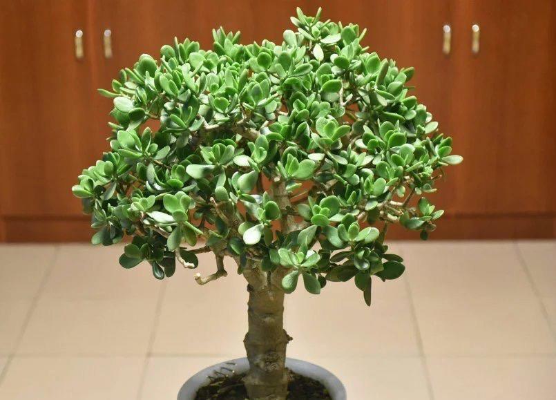 玉树|养好玉树,记住4句话,枝子多杆子壮,变成造型美美哒老桩