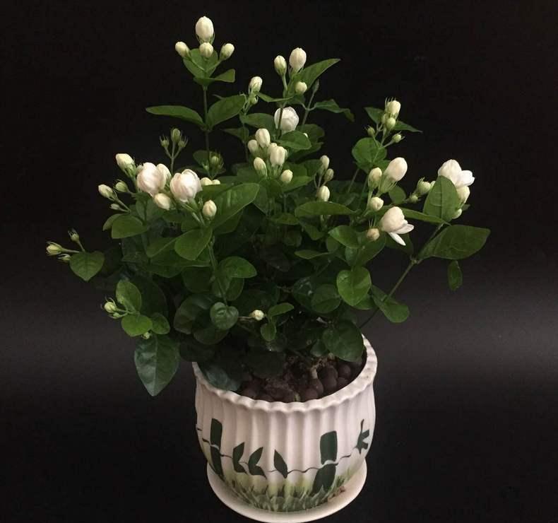 养茉莉,首先搞清楚这些习性,才能花开爆盆